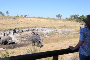 zimbabwe hwange deteema springs camp18