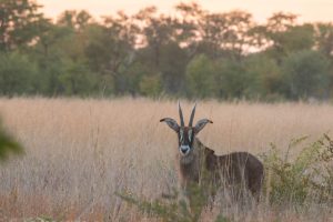 zimbabwe hwange deteema springs camp7