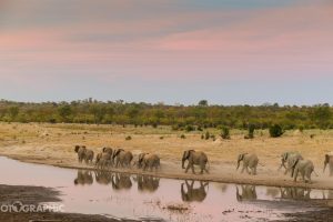 zimbabwe hwange deteema springs camp9