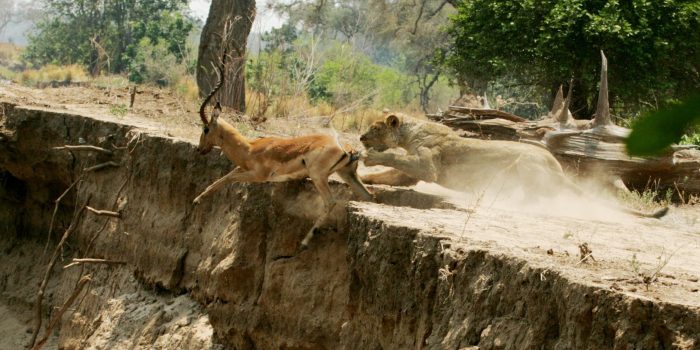 zimbabwe mana pools mana river camp2