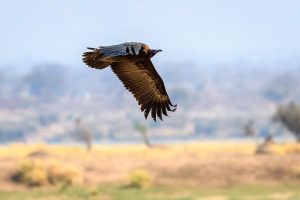 zimbabwe mana pools ruckomechi camp3