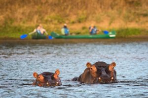 zimbabwe mana pools ruckomechi camp32