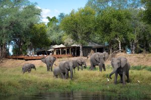 zimbabwe mana pools ruckomechi camp46