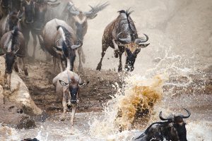 Serian Lamai Tanzania=Great Migration40