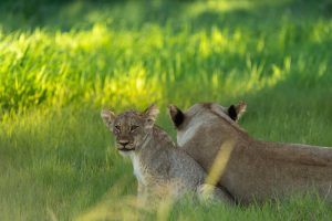 frank botswana okavango delta green season emerald lion cub