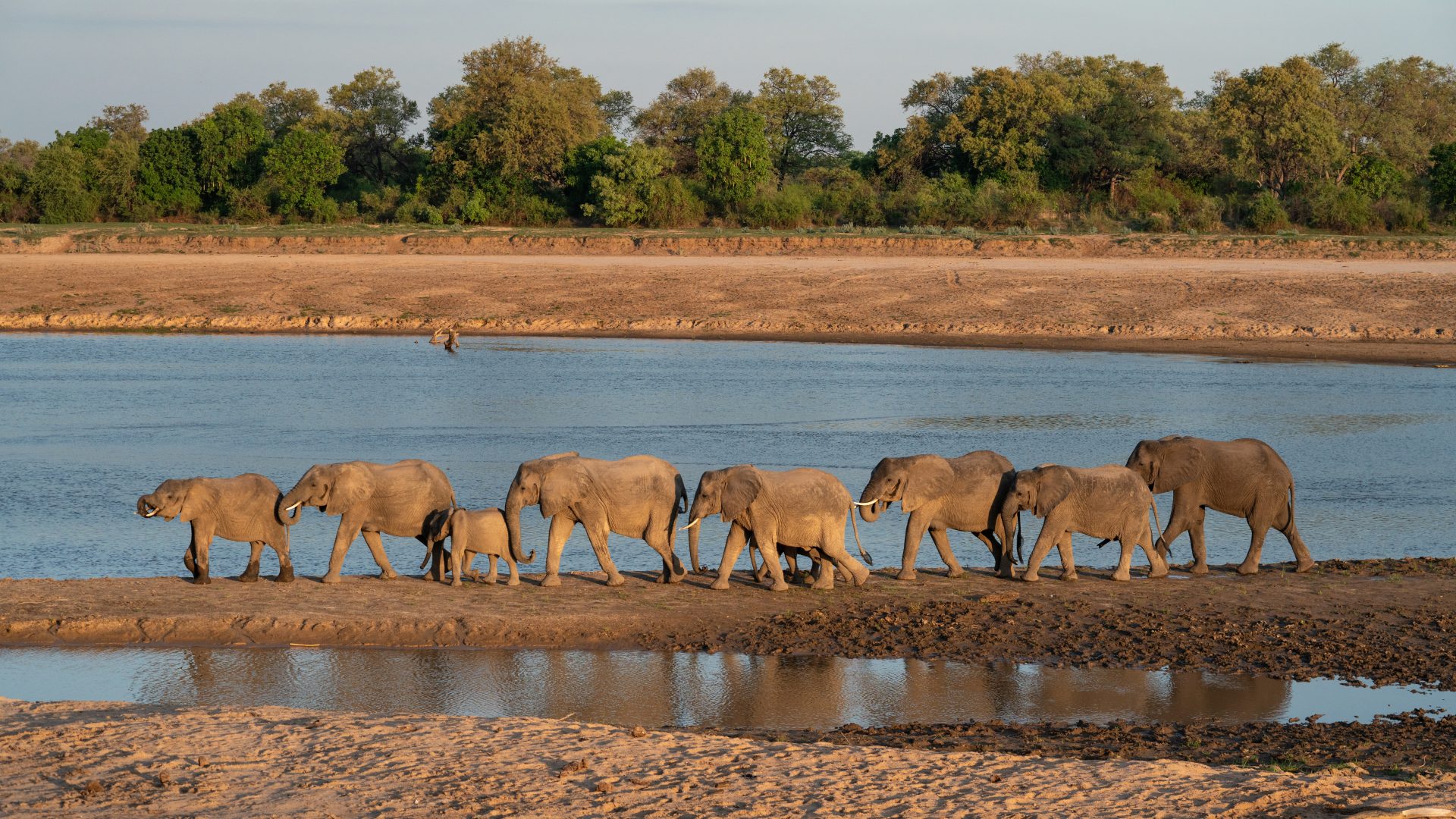 frank zambia south luangwa elephants herd river
