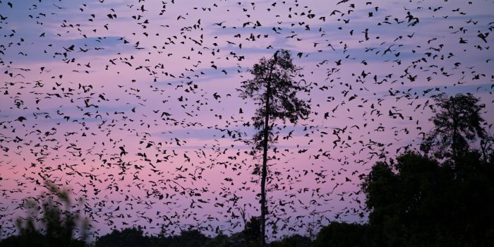 Kasanka Safari Extension Zambia Bat Migration5