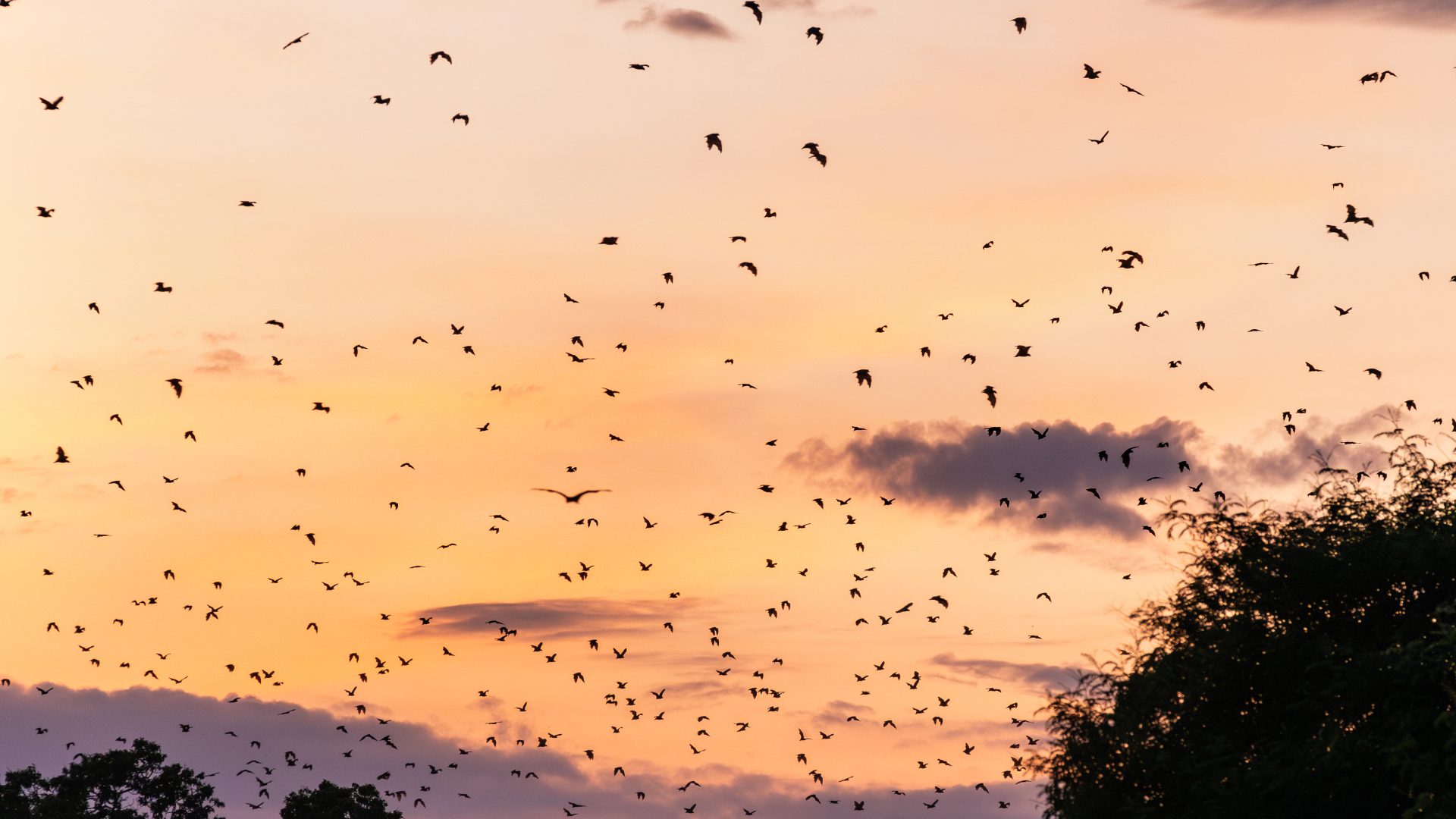 Kasanka Safari Extension Zambia Bat Migration6