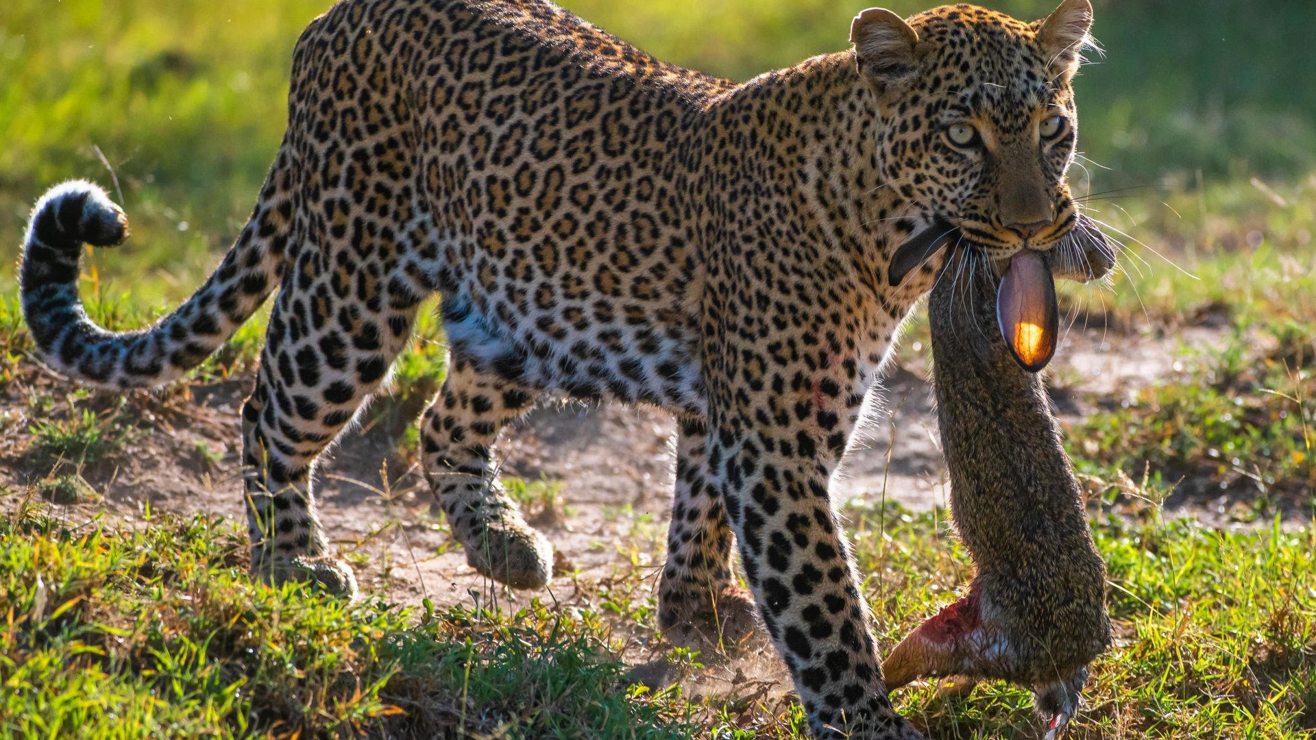 Spekes Camp Kenya Masai Mara Private Luxury Safari11