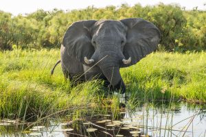 Atzaro Okavango Botswana Safarifrank Authentic Safari Holiday64