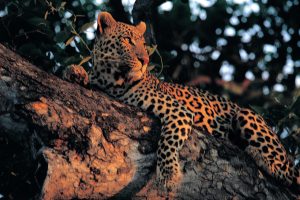 leopard