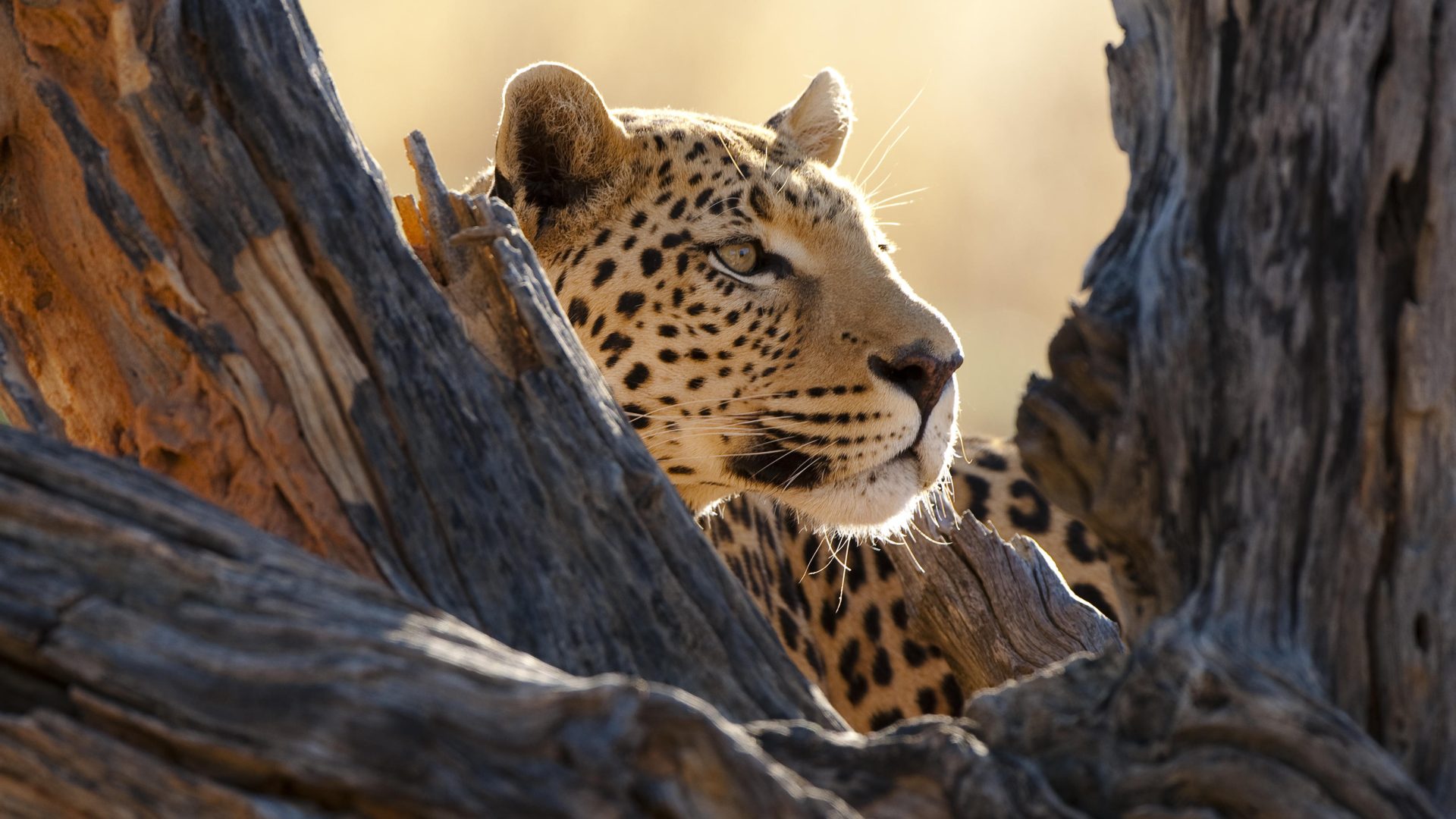 Okunjima luxury bush camp namibia46