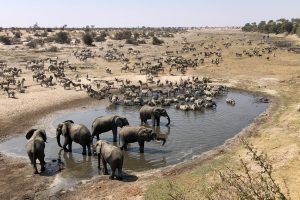 Moela Safari Lodge SafariFrank Botswana Zebra Migration2