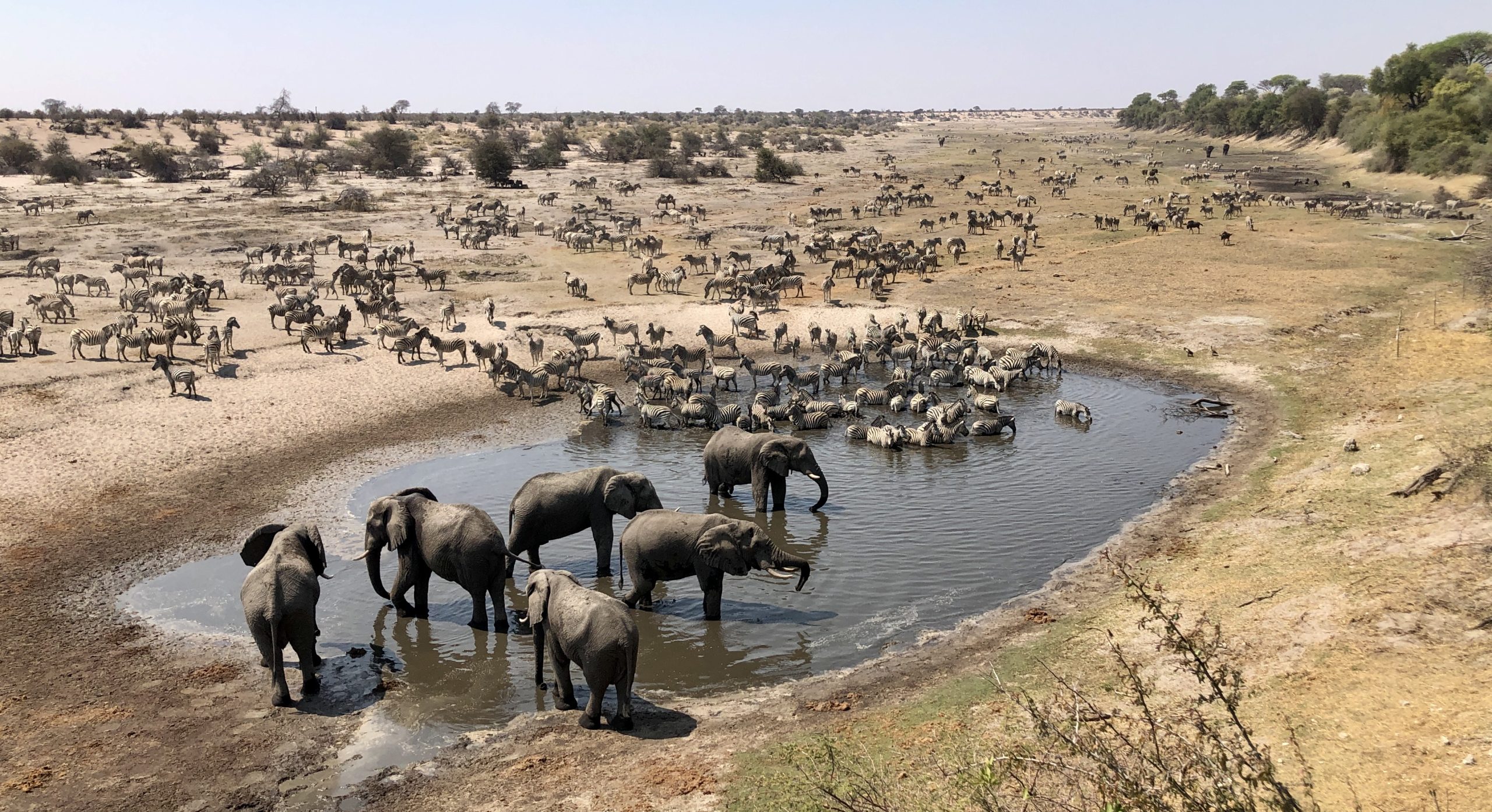 Moela Safari Lodge SafariFrank Botswana Zebra Migration2 Moela Safari Lodge SafariFrank Botswana Zebra Migration2