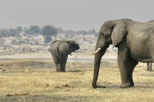 Moela Safari Lodge SafariFrank Botswana Zebra Migration28