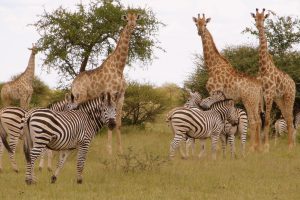 Moela Safari Lodge SafariFrank Botswana Zebra Migration5