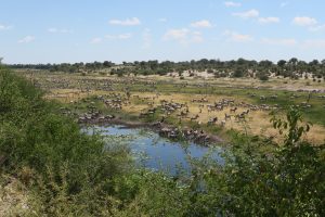 Moela Safari Lodge SafariFrank Botswana Zebra Migration7