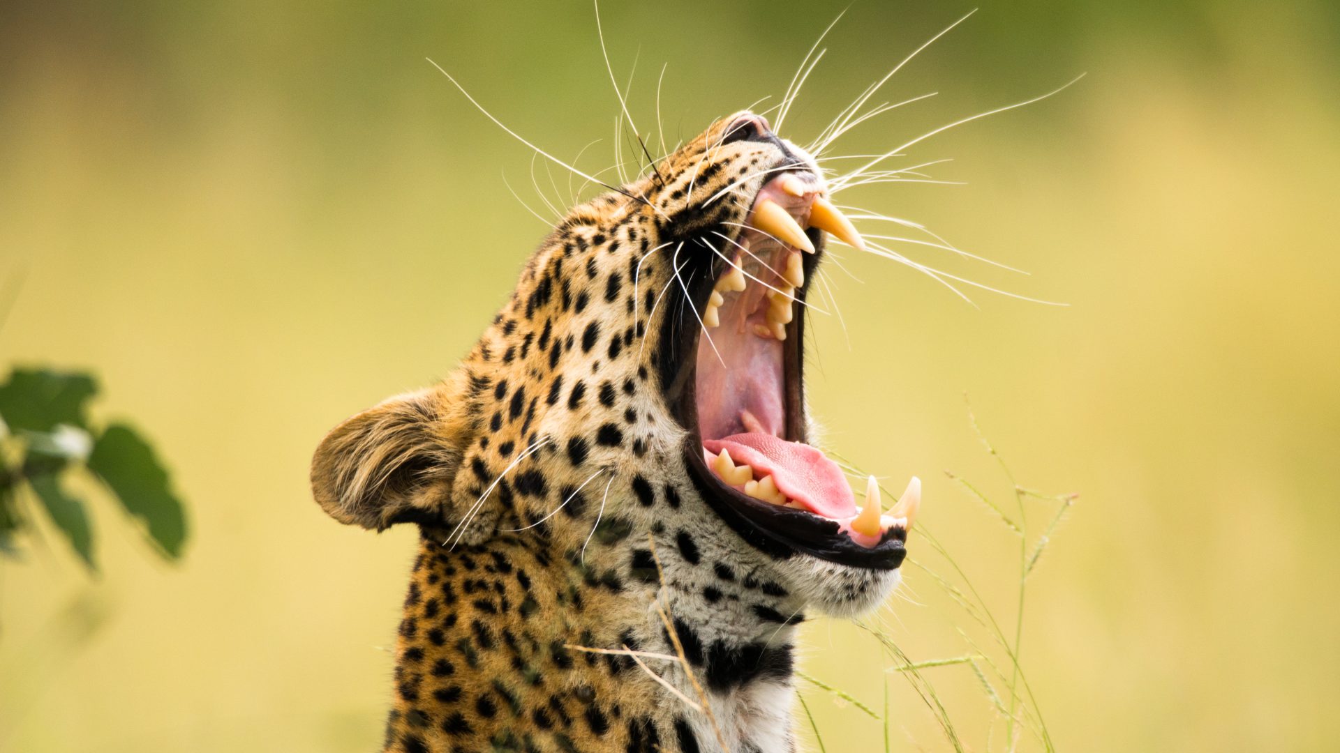 Frank Wildlife Photography Safarifrank17