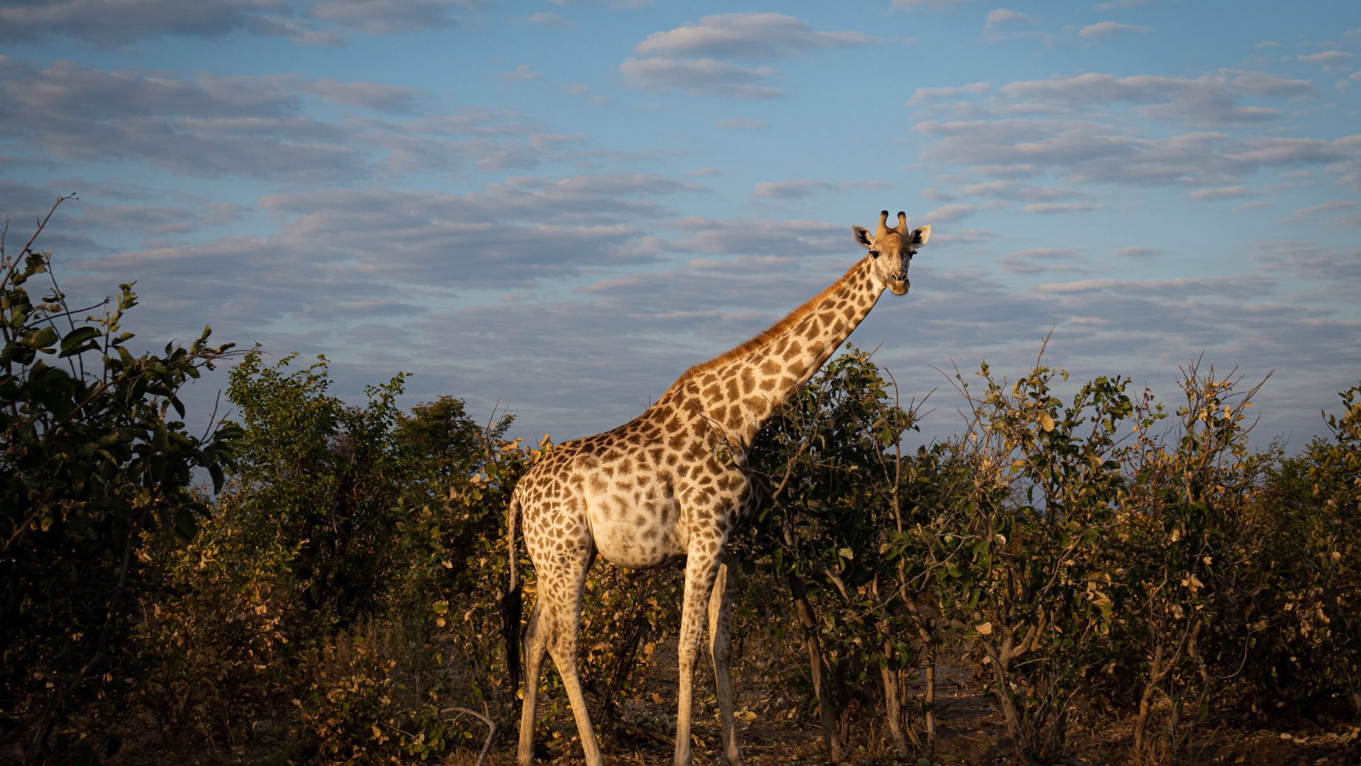 Khwai Lediba Botswana Okavango Delta luxury accomodation private18