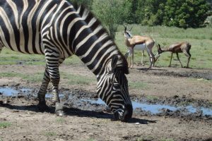 Rothman Manor Suuth Africa luxury accomodation private21