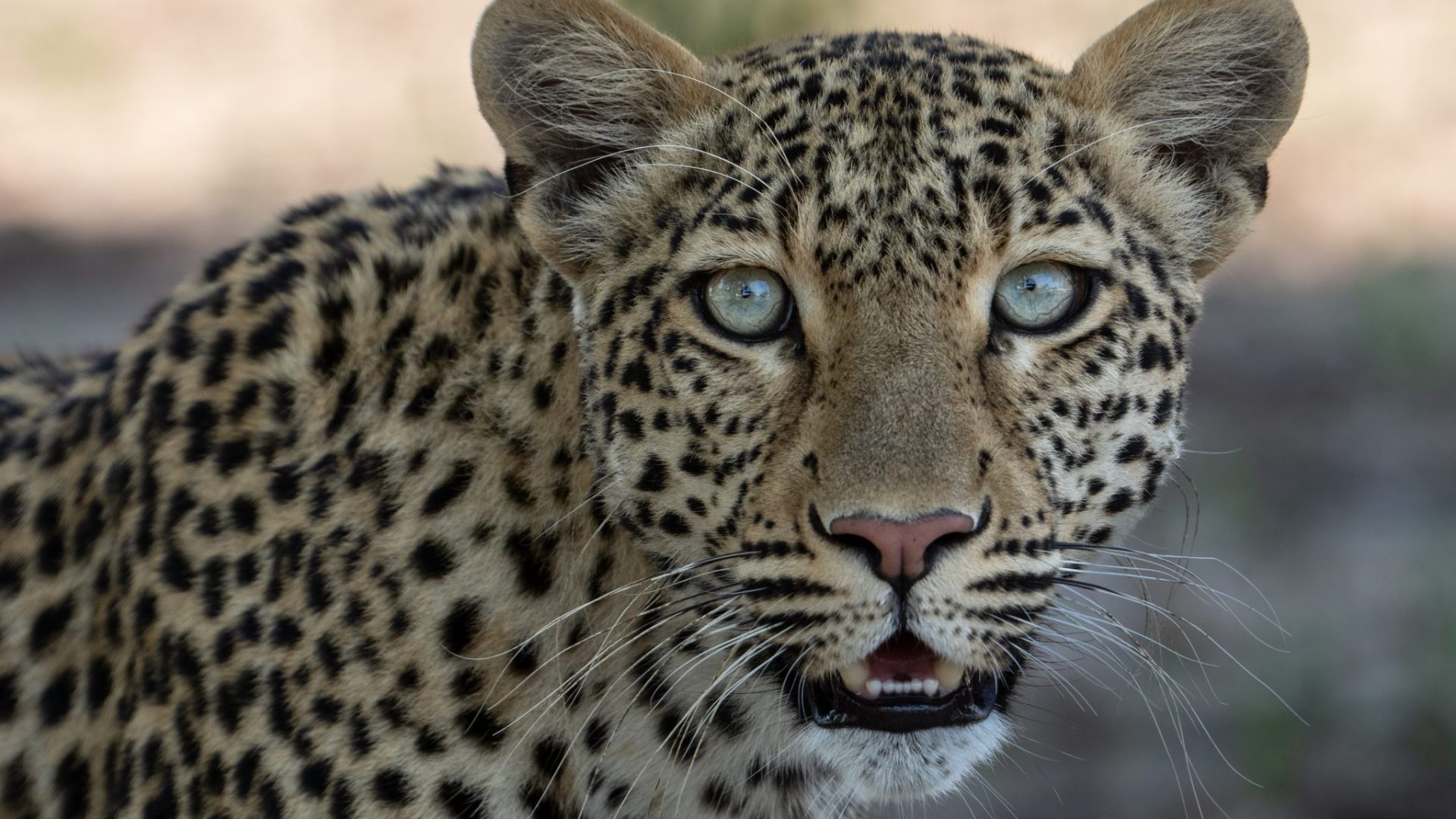 Leopard Lovers Safari | Luxury Photographic Safari | SAFARI FRANK