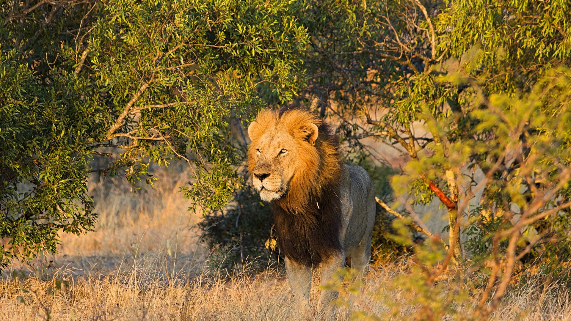 Kambaku Safari Lodge Timbavati South Africa7