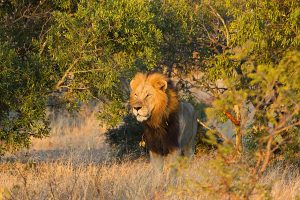 Kambaku Safari Lodge Timbavati South Africa7