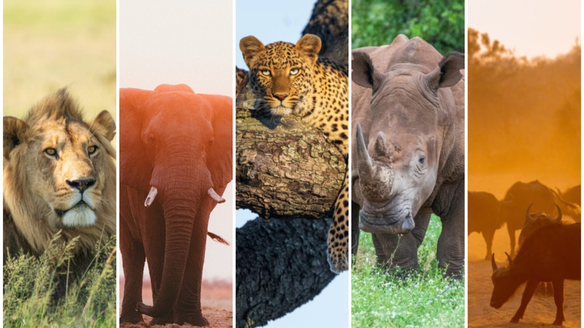 Big5 Safari Hotspots Afrika safariFRANK