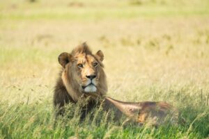 Big5 lion