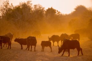 big5 buffalo