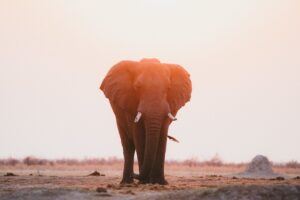 big5 elephant