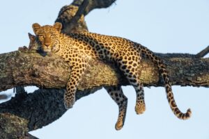 big5 leopard