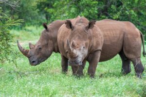 big5 rhino