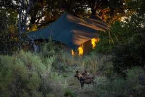 botswana okavango delta maxa camp 14