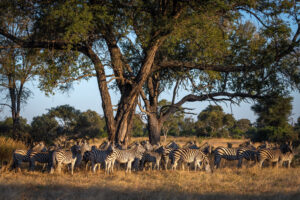 botswana okavango delta maxa camp 15