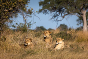 botswana okavango delta maxa camp 16