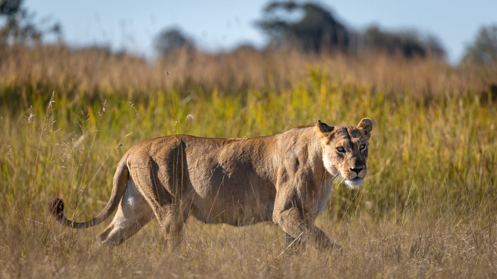 botswana okavango delta maxa camp 20