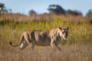 botswana okavango delta maxa camp 20