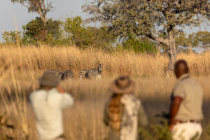 botswana okavango delta maxa camp 21