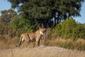 botswana okavango delta maxa camp 23