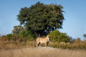 botswana okavango delta maxa camp 24