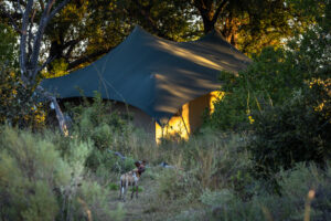 botswana okavango delta maxa camp 43