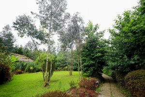 Rwanda Sambora Kinigi (24)