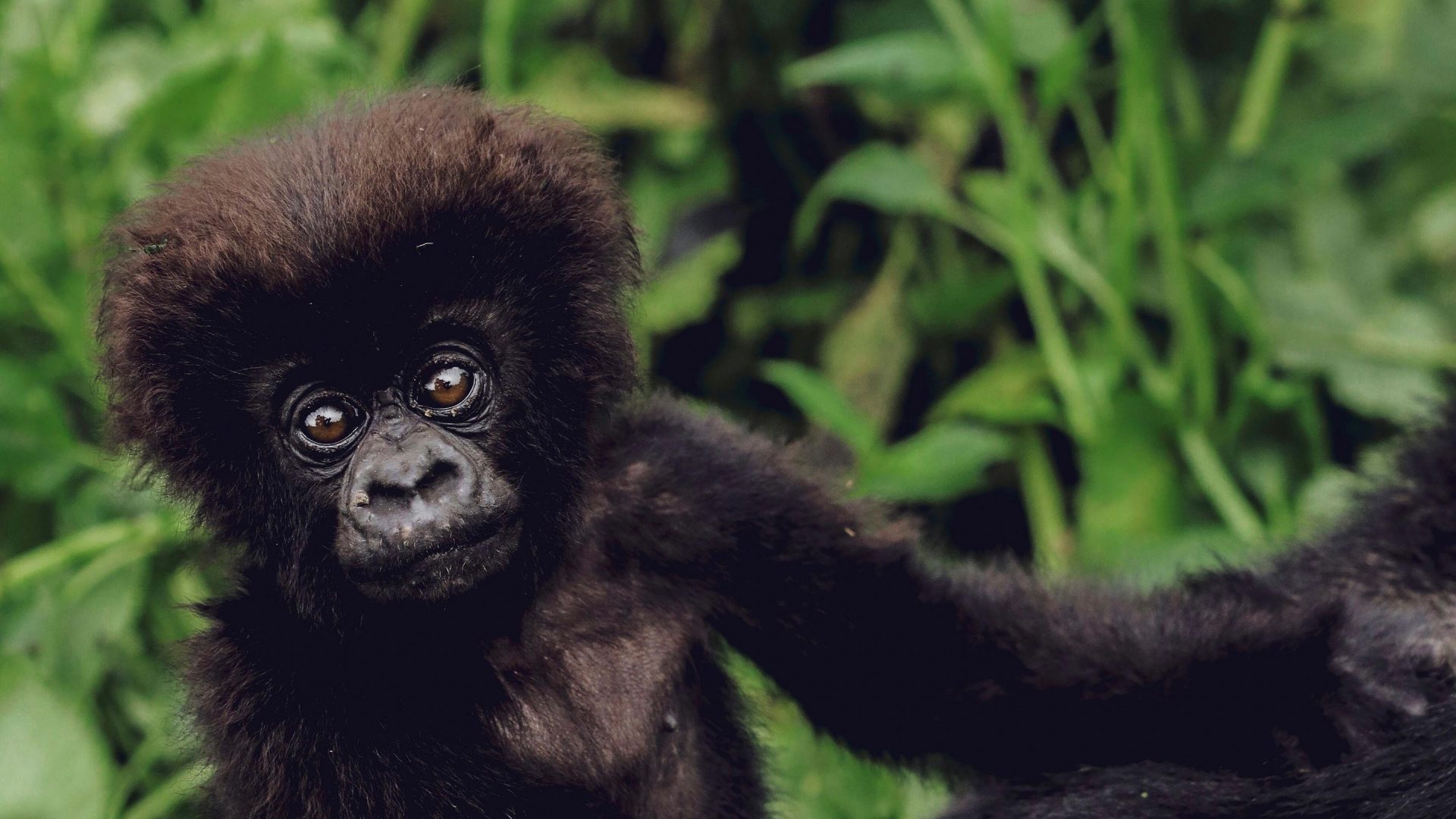 Rwanda Sambora Kinigi (26)
