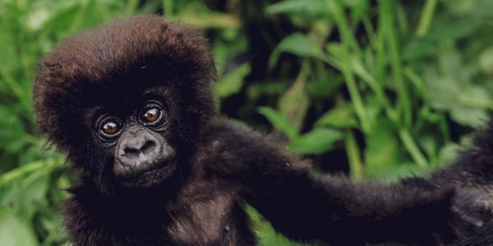 Rwanda Sambora Kinigi (26)