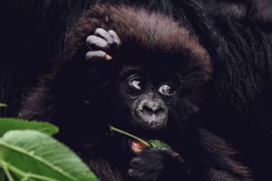 Rwanda Sambora Kinigi (31)