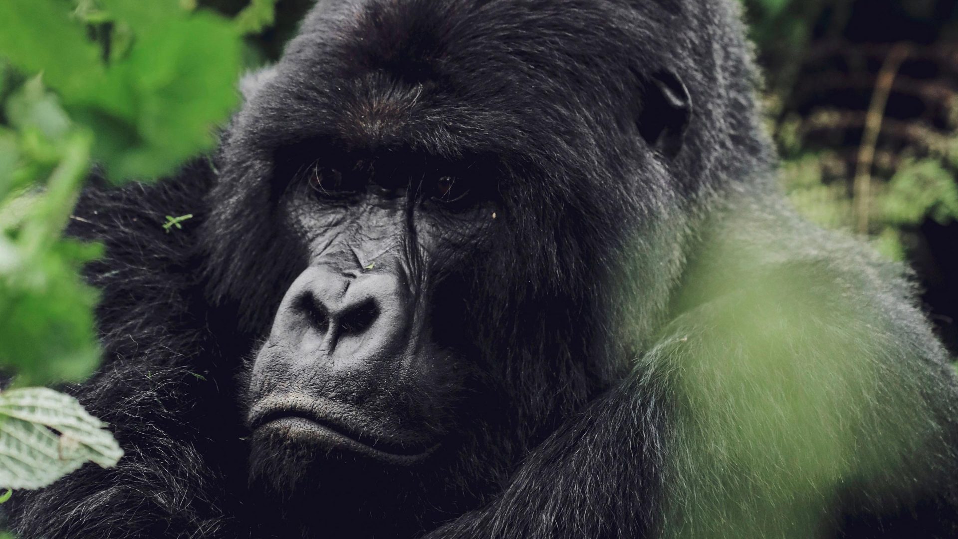 Rwanda Sambora Kinigi (35)