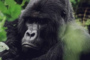 Rwanda Sambora Kinigi (35)
