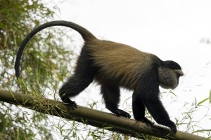 Rwanda Sambora Kinigi (36)