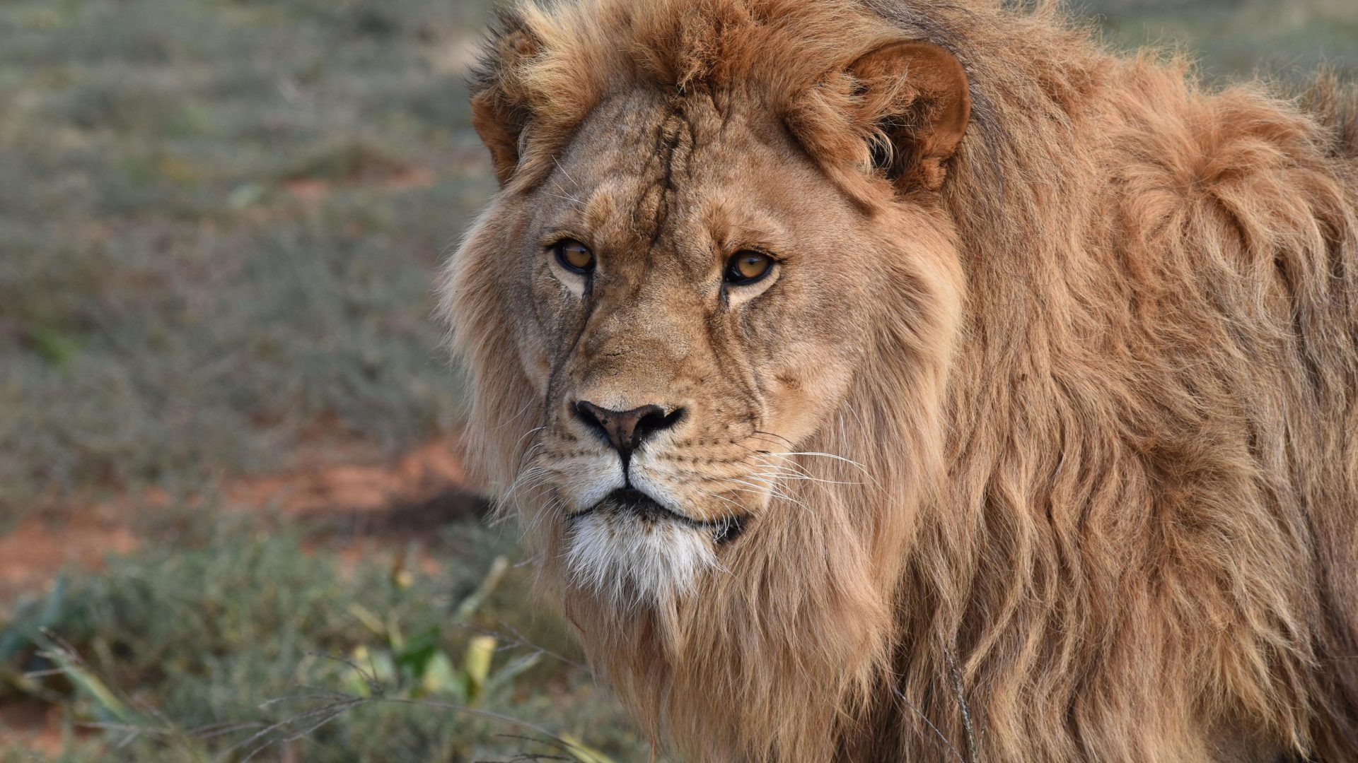South Africa Eastern Cape Shamwari Private Game Reserve Riverdene (3)